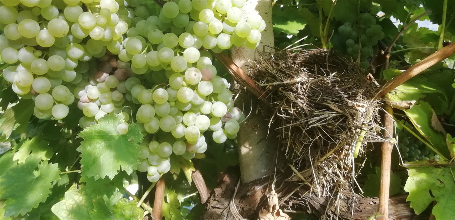 Blackbird’s nest in the vineyard